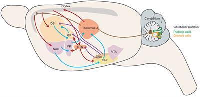 Neurotransmitters, Cell Types, and Circuit Mechanisms of Motor Skill Learning and Clinical Applications